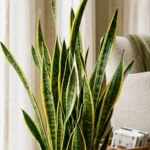 low maintenance houseplants for beginners